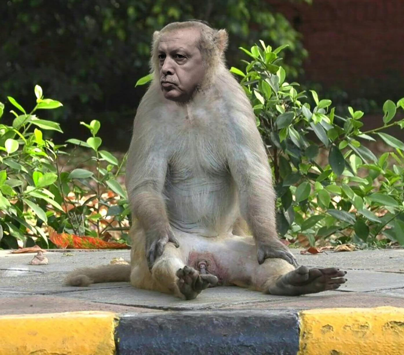 Erdoaffe